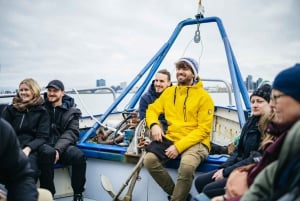 Reykjavik: Lundesafari på båd