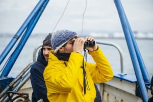 Reykjavik : Excursion en bateau pour observer les macareux