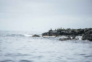 Reykjavik: passeio de barco para observação de papagaios-do-mar