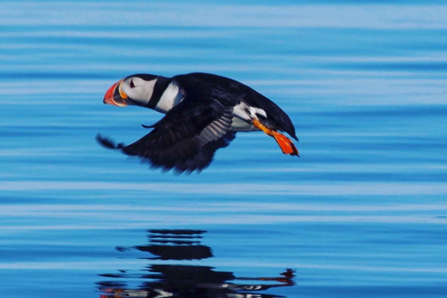 Рейкьявик: экскурсия по наблюдению за тупиками на скоростном катере RIB