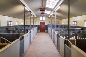 Reykjavik: Red Lava Horse Riding Tour