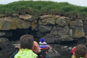 Reykjavík: RIB Speed-Boat Puffin Watching Tour