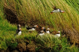 Reykjavík: RIB Speed-Boat Puffin Watching Tour