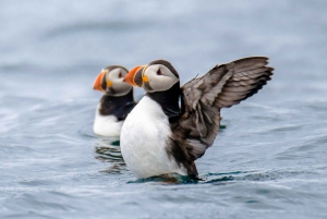 Reykjavík: RIB Speed-Boat Puffin Watching Tour