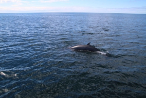 Reykjavík: Scenic Whale Watching Tour