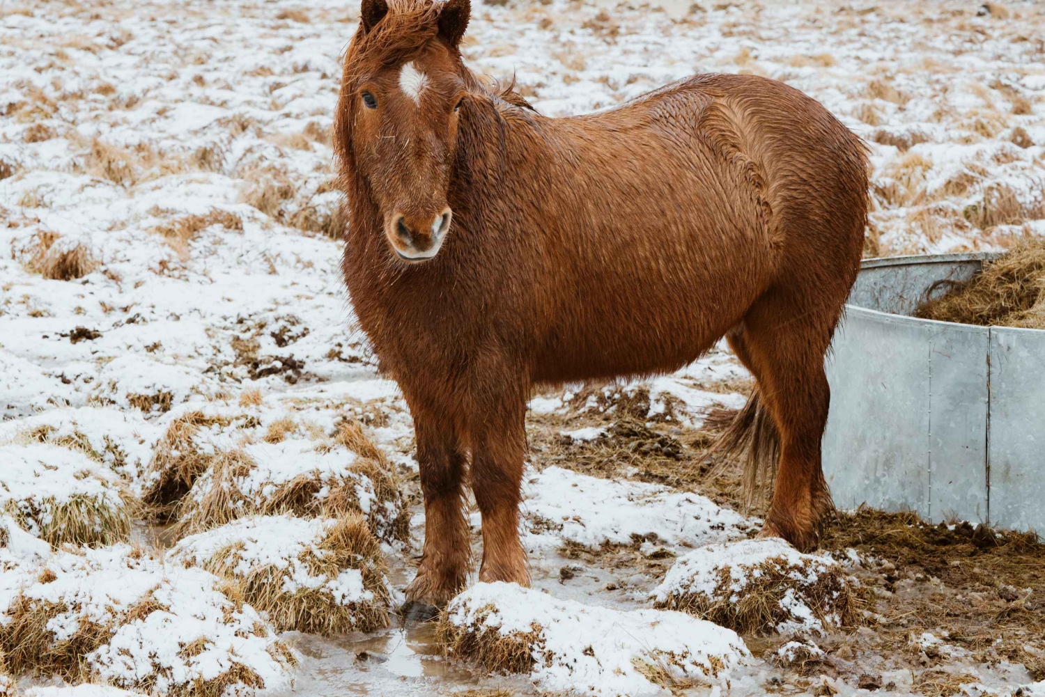 Reykjavik : Cercle d'Argent + tunnel de glace, bains ou grotte de lave
