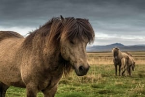 Reykjavik: Silver Circle Private Day Tour & Polaroid Photo
