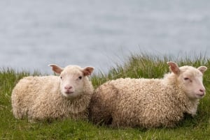 Reykjavik: Silver Circle Private Day Tour & Polaroid Photo