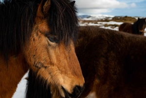 Reykjavik: Silver Circle Private Day Tour & Polaroid Photo