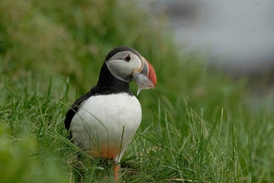Reykjavík: niemieckojęzyczna wycieczka na ląd na południe Islandii w małej grupie