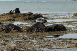 Reykjavik: Snæfellsnes Peninsula Day Tour Chinese Speaking