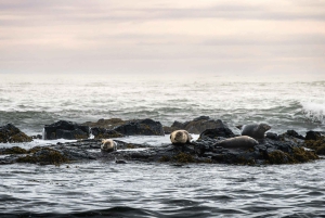 Reykjavik: Snæfellsnes Peninsula Private Tour with Guide