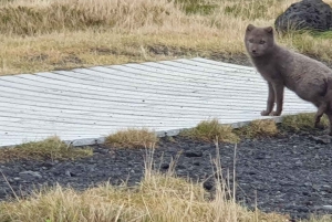 Reykjavik: Snæfellsnes Peninsula Private Tour with Guide