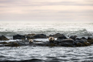 Reykjavik: Snæfellsnes Peninsula Private Tour with Guide