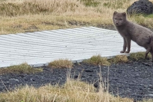 Reykjavik: Snæfellsnes Peninsula Private Tour with Guide
