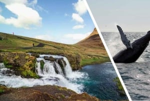 Reykjavik: Snæfellsnes Peninsula & Whale Watching Tour