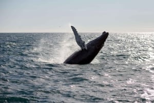 Reykjavik: Snæfellsnes Peninsula & Whale Watching Tour