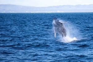 Reykjavik: Snæfellsnes Peninsula & Whale Watching Tour