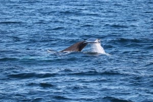 Reykjavik: Snæfellsnes Peninsula & Whale Watching Tour
