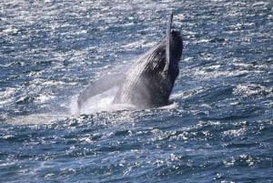 Reykjavik: Snæfellsnes Peninsula & Whale Watching Tour