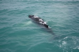 Reykjavik: Snæfellsnes Peninsula & Whale Watching Tour