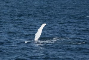 Reykjavik: Snæfellsnes Peninsula & Whale Watching Tour