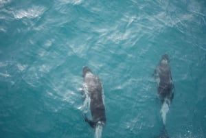 Reykjavik: Snæfellsnes Peninsula & Whale Watching Tour