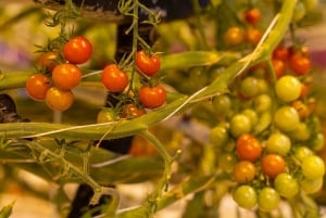 Reykjavik: The Private Gourmet Golden Circle Tour