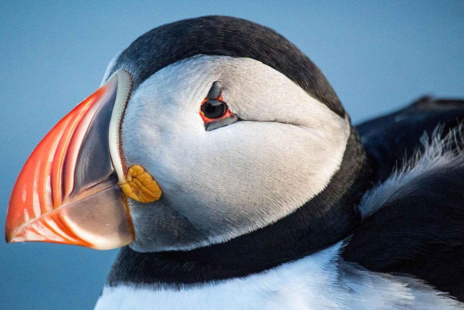 Reykjavik: wycieczka prywatna na Wyspy Westman