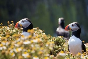 Reykjavik: wycieczka prywatna na Wyspy Westman