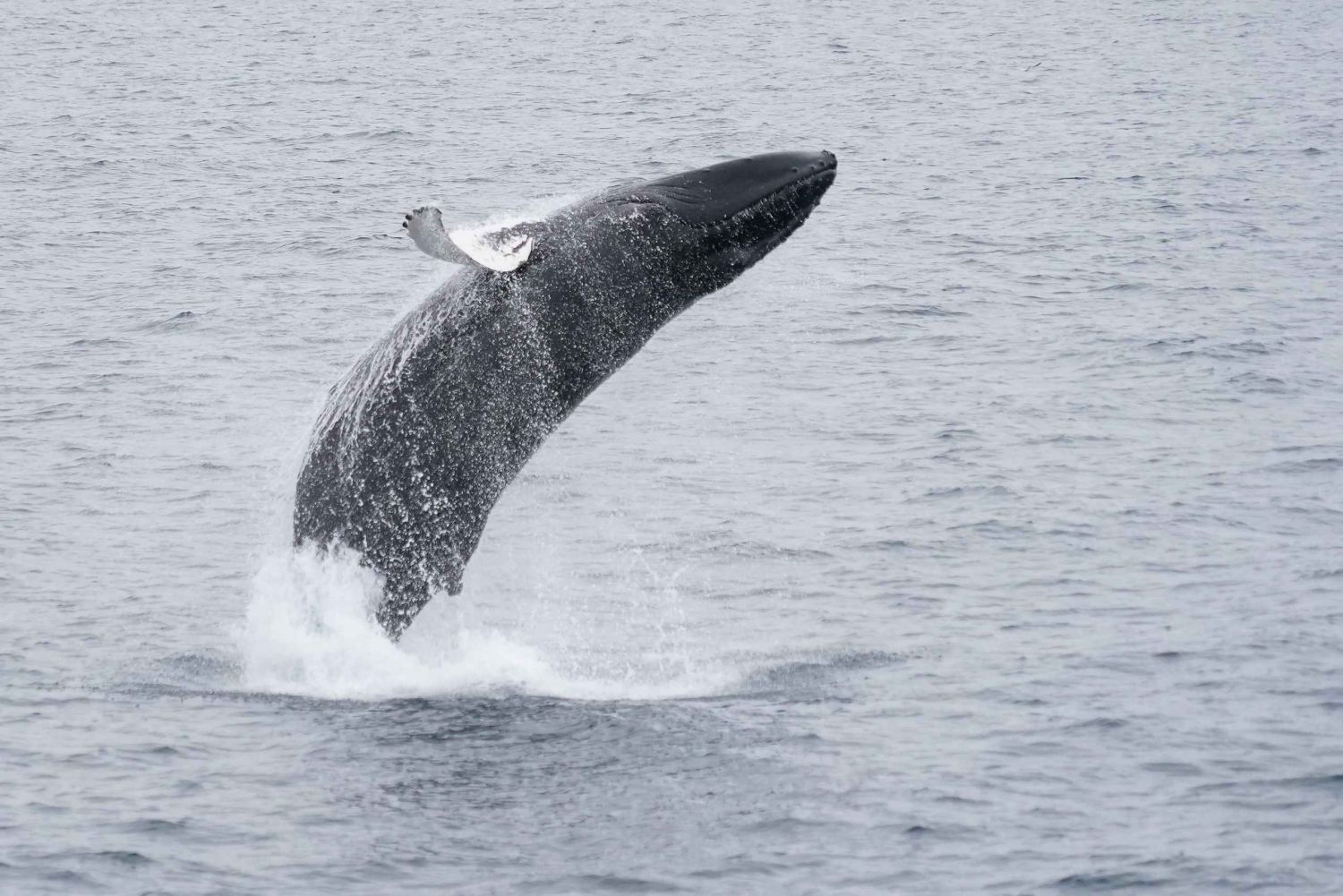 Reykjavik: excursão de aventura marinha e baleia
