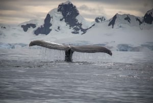 Reykjavik: avontuurlijke walvis- en zeetour