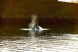 Reykjavik: avontuurlijke walvis- en zeetour