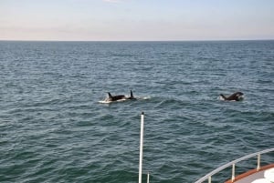 Reykjavik: Whale Watching and Dolphin Watching Yacht Cruise