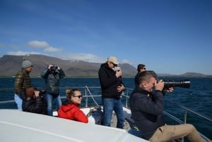 Reykjavik: Whale Watching and Dolphin Watching Yacht Cruise