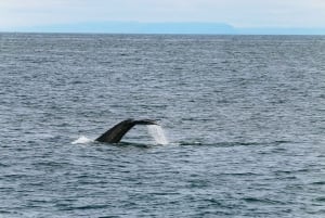 Reikiavik: Tour de avistamiento de ballenas y vida marina