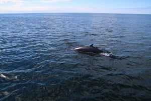 Reykjavík: Crociera per avvistare le balene e la fauna marina