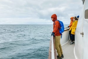 Reykjavík: Whale Watching and Marine Life Cruise