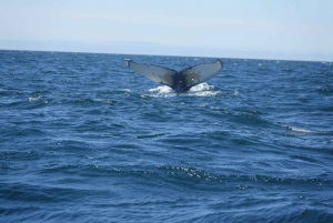 Reykjavík: Whale Watching and Marine Life Cruise