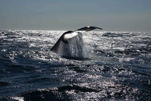 Reykjavík: Whale Watching and Marine Life Cruise