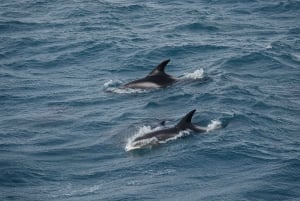 Reykjavík: Whale Watching and Marine Life Cruise