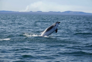 Reykjavík: Whale Watching and Marine Life Cruise