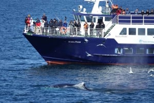 Reykjavík: Whale Watching and Marine Life Cruise