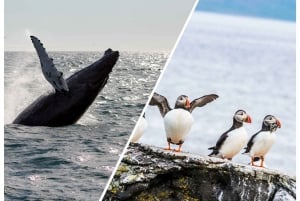 Reykjavik: Whale Watching and Puffin Excursion (valasbongaus ja merimetsoretki)