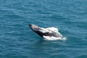 Reykjavik: Whale Watching and Puffin Excursion (valasbongaus ja merimetsoretki)