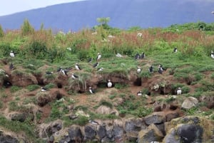 Reykjavik: Whale Watching and Puffin Excursion (valasbongaus ja merimetsoretki)