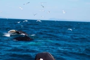 Reykjavik : Excursion d'observation des baleines et des macareux
