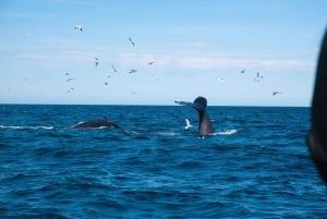 Reykjavik : Excursion d'observation des baleines et des macareux