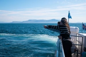 Reykjavik : Excursion d'observation des baleines et des macareux