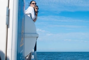 Reykjavik : Excursion d'observation des baleines et des macareux